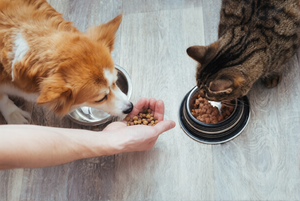 COMPLETE PET FEEDING AND BATH ESSENTIALS SET