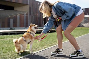 SAFE AND DURABLE PET LEASHES COLLECTION