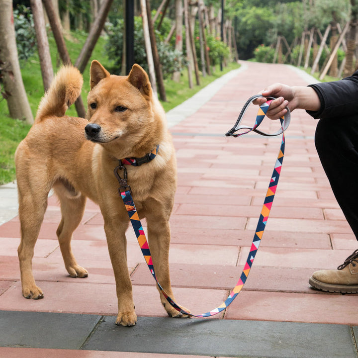 Pet supplies leash