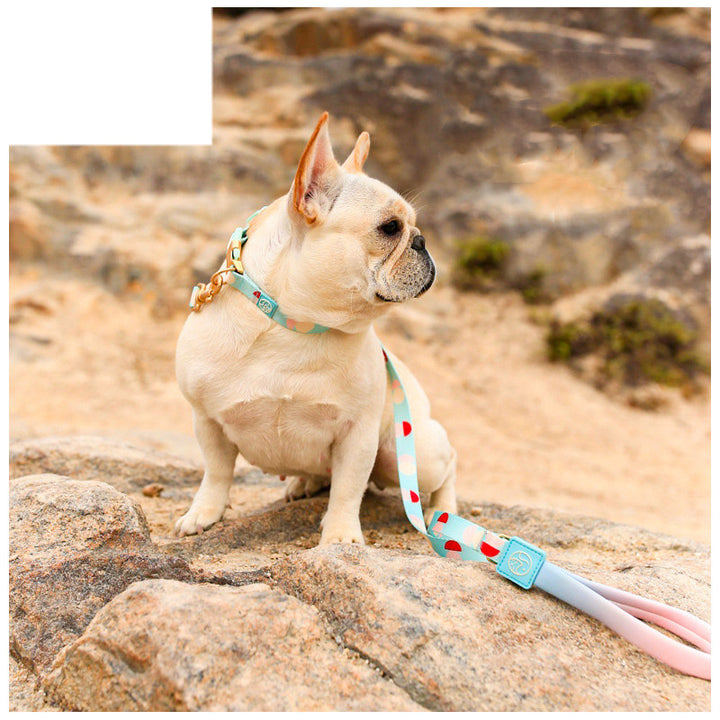 Fashion Y-Shaped Chest Strap Pet Training Leash Supplies